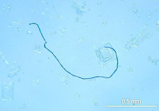 Fibra de microplástico vista al microscopio.