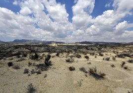 Suelos cuarteados y matorrales secos en el desierto de Mahoya, en Abanilla.