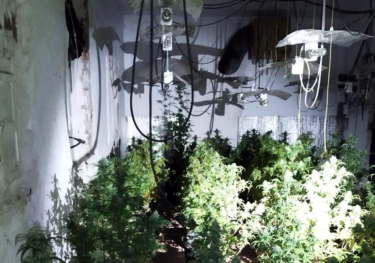 Interior de la casa en la que se encontraba la plantación de marihuana 'indoor'.