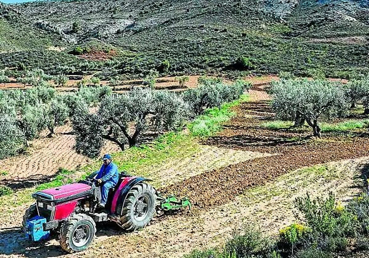 La silenciosa agonía de las oliveras