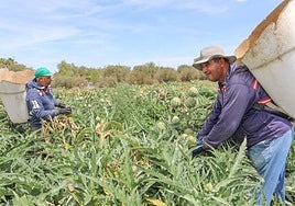 Jornaleros recogen alcachofa de la variedad Green Queen en una finca de Alimer en Purias, ayer.