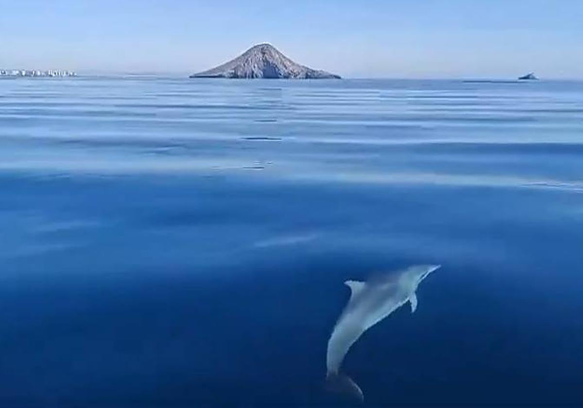 Frame del vídeo grabado por Antonio Lorente del delfín avistado.