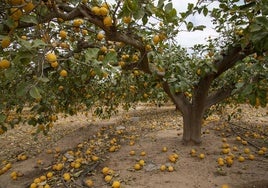 Limoneros en Pozo Estrecho, en una foto de archivo.