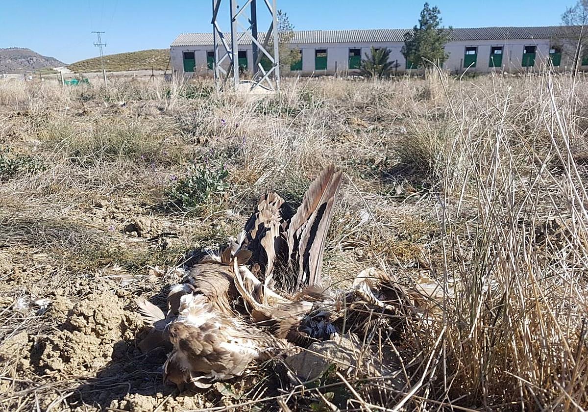 Restos de un cadáver de buitre leonado, muerto por electrocución en un tendido en el entorno del pantano de Puentes (Lorca).