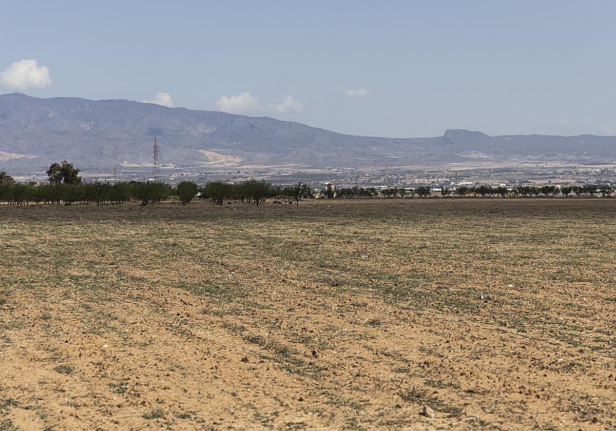 Finca de Las Palas, en Fuente Álamo, que ha pasado de regadío a secano.