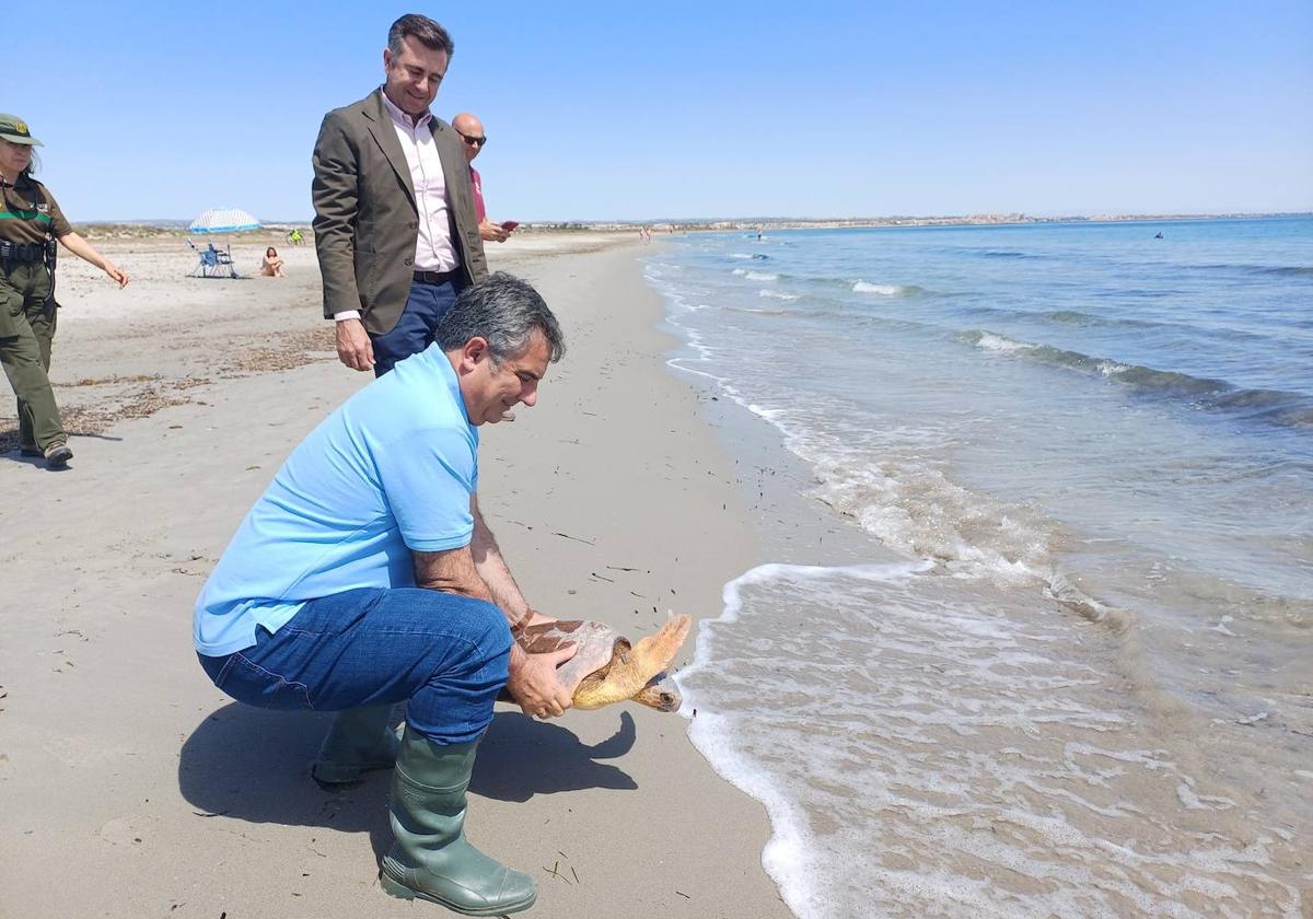 El consejero de Medio Ambiente, Juan María Vázquez, libera una tortuga boba en el Parque regional de San Pedro del Pinatar, junto con el alcalde de la localidad, Pedro Javier Sánchez.