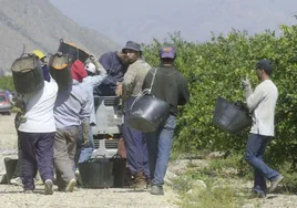 Un grupo de trabajadores recoge fruta en una finca de la Vega Baja, en una imagen de archivo.