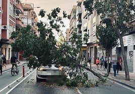 Las ramas de un árbol caen sobre un coche en el barrio de El Carmen, en Murcia.