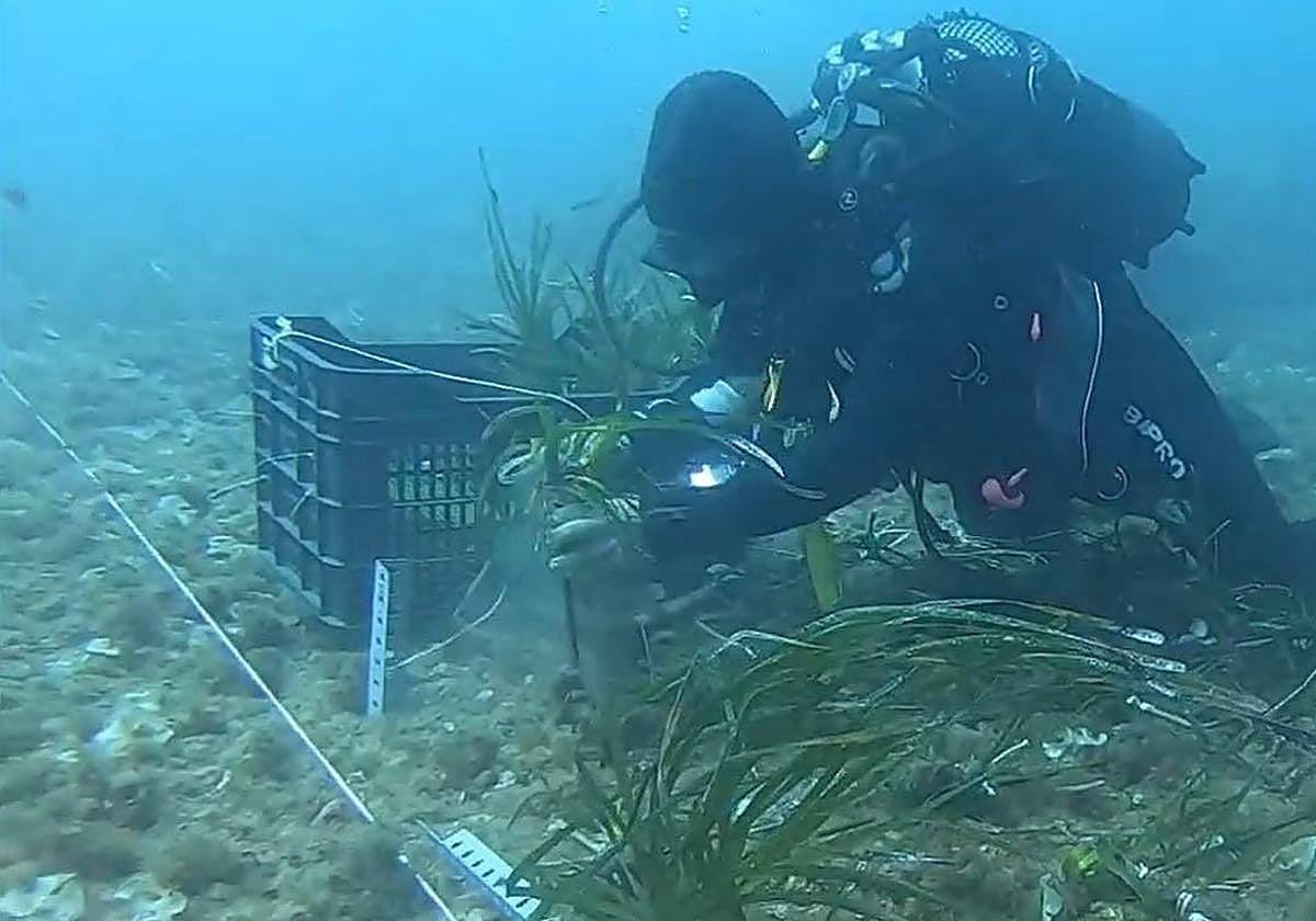 Control de especies invasoras en el Puerto de Cartagena