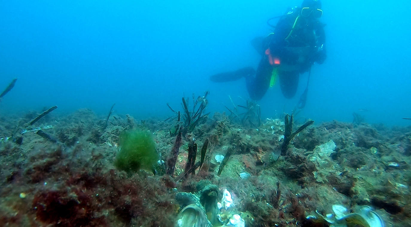 Un buzo profesonal realiza un estudio sobre el fondo marino del puerto de Escombreras.