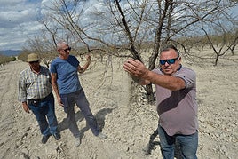 Los agricultores Miguel Pagán (dcha.), junto a Martín Moya y Pedro Castillo, en una finca de almendros entre Mula y Fuente Librilla afectada por la sequía.