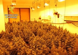 La plantación de marihuana.