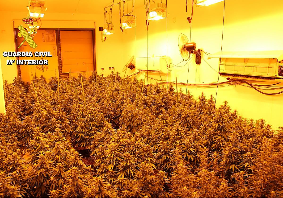 La plantación de marihuana.