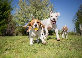 Un veterinario alerta de las consecuencias que puede tener para tu perro rapar su pelo en verano.