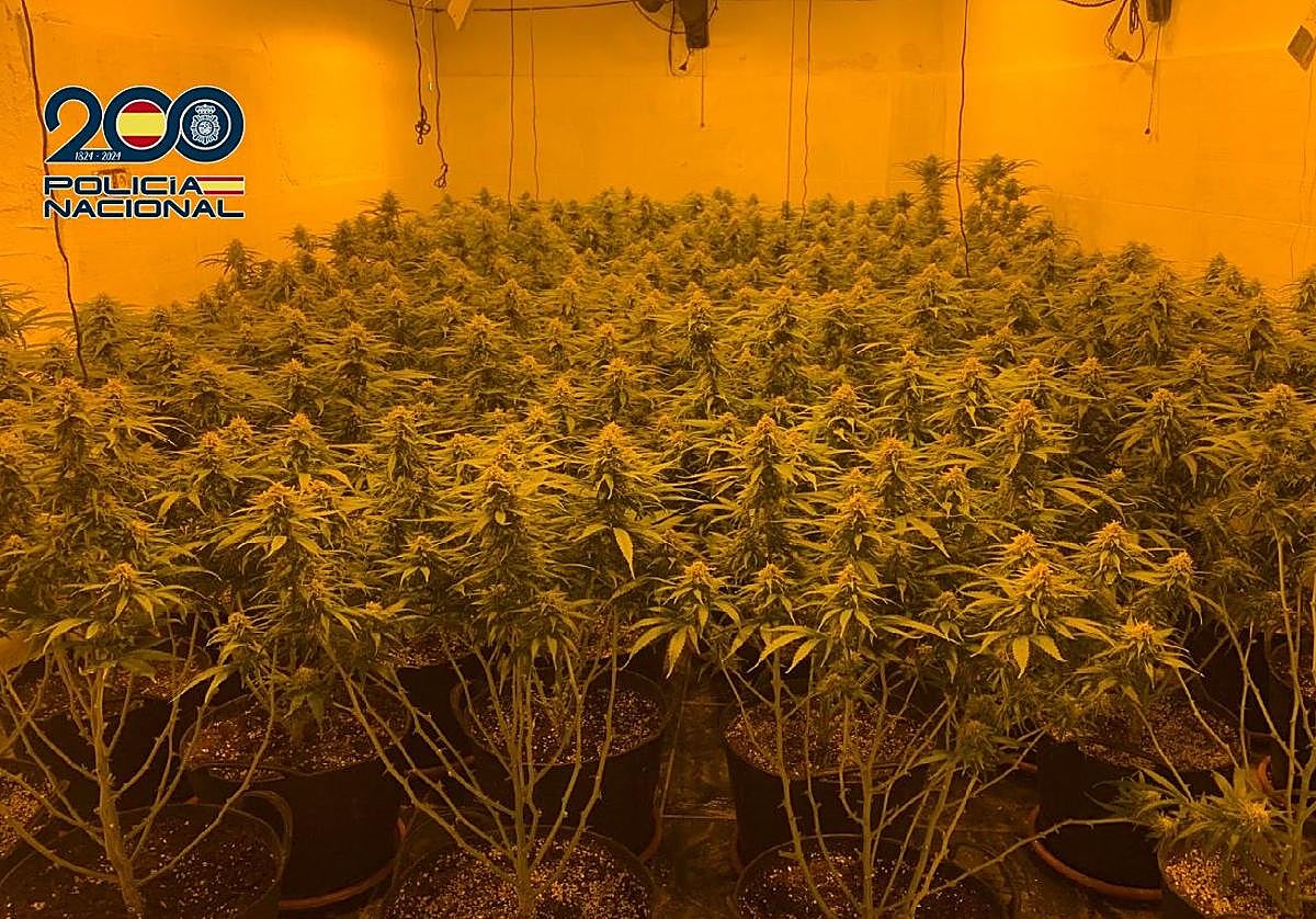 Una de las plantaciones de marihuana encontrada.