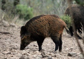 Un ejemplar de jabalí, en el medio natural.