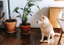 Una mascota, junto a una maceta.