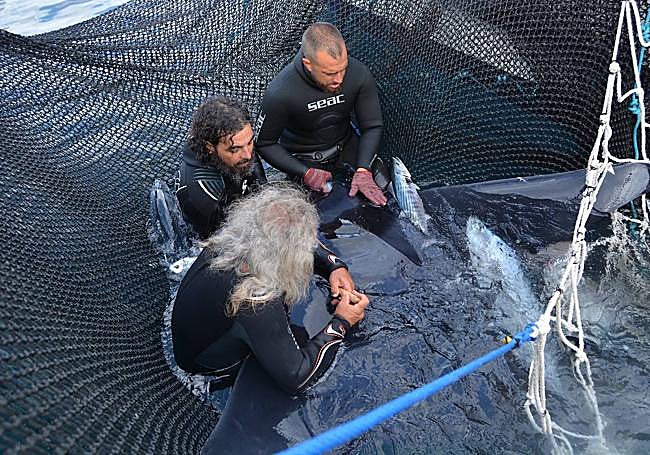 Marcaje de las rayas.