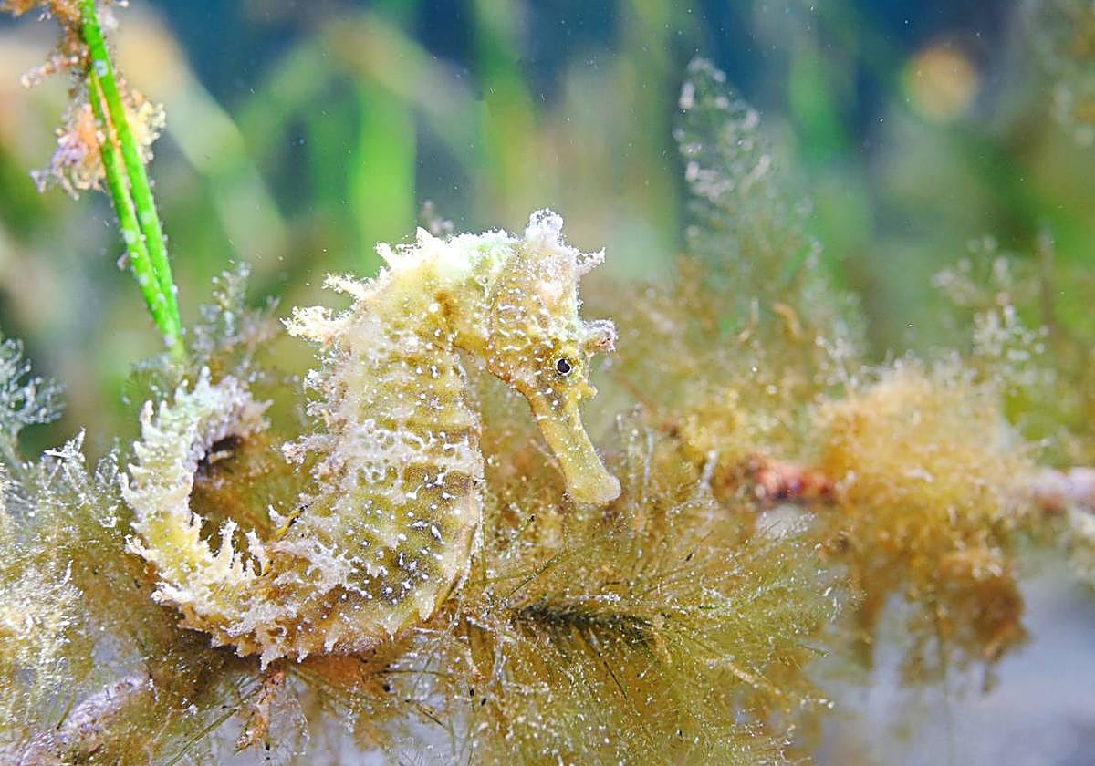 Un ejemplar de caballito de mar en el Mar Menor.