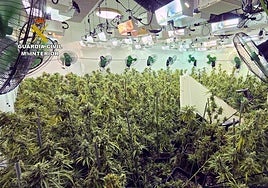 Una plantación de marihuana desmantelada en la diputación de La Palma el pasado mes de mayo por la Guardia Civil.