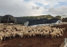 Cubiertas de los corrales destrozadas por la lluvia y el granizo en Ojós.