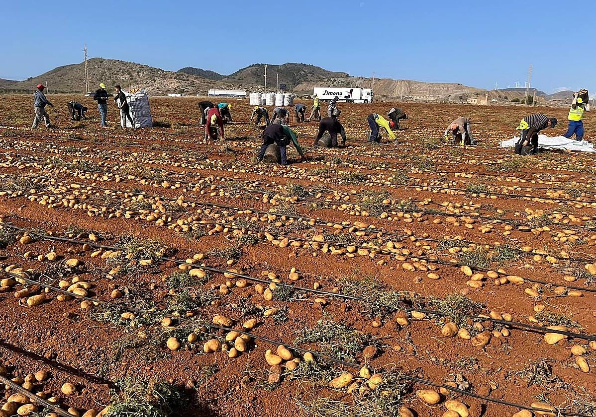Recogida de patatas en el Campo de Cartagena.