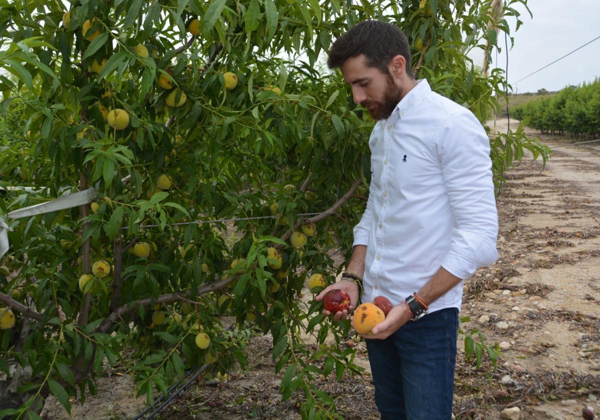 El joven agricultor ciezano Pablo González comprueba los daños del granizo sobre sus melocotones y nectarinas, este miércoles, en su finca de Cieza.