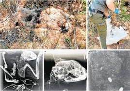 1. El cadáver de Ulea. 2. Una agente medioambiental recoge los restos. 3. Radiografía del área ventro-dorsal del tercio anterior. 4. Perdigones en el cráneo, donde también se aprecia el microchip. 5. Perdigones, piedras, astillas de madera y larvas en los restos que acompañan al cadáver.