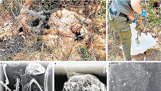 Otro lince muerto en Lorca por disparos de perdigones a bocajarro