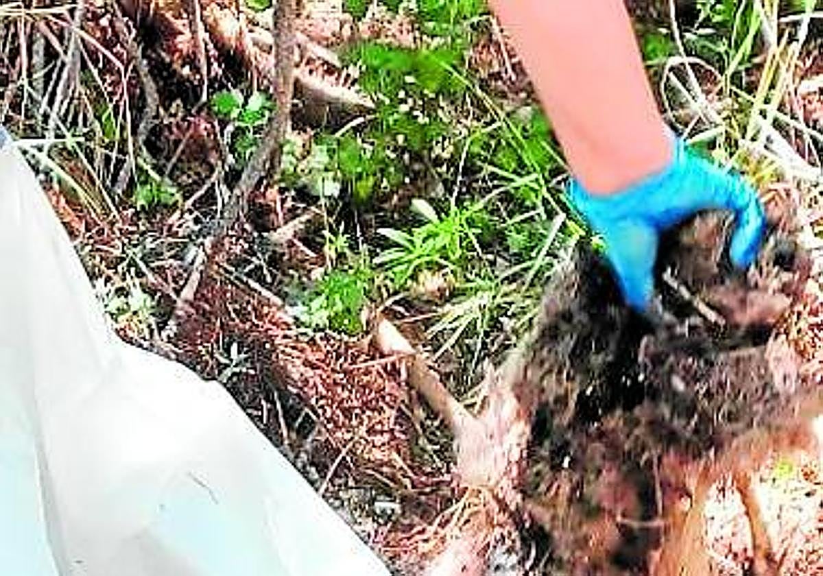 Recogida de los restos de 'Ulea' junto al río Corneros.