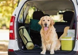 10 consejos de la DGT para hacer más fáciles los viajes con tus mascotas este verano.