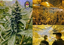 Marihuana encontrada por la Policía y la Guardia Civil en una vivienda de Caravaca.