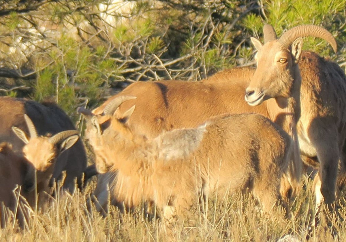 Un ejemplar de arruí en Sierra Espuña con síntomas de sarna.