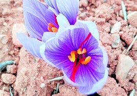 Flores de azafrán, con sus valiosos estigmas naranja.