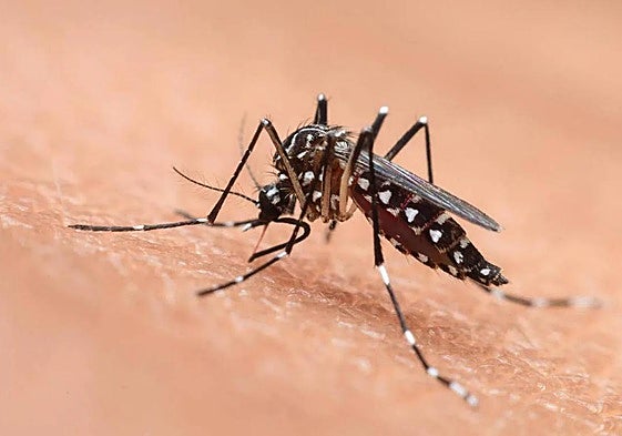 Imagen de un mosquito.