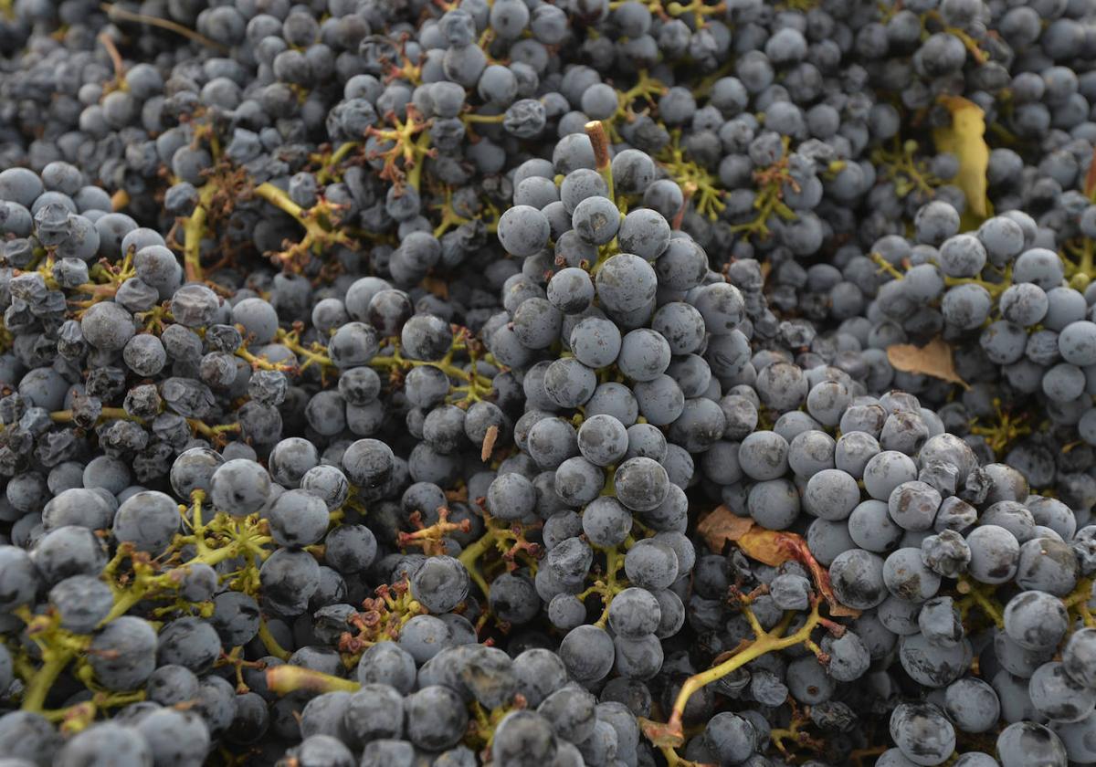 Uvas recogidas en Jumilla en una imagen de archivo.