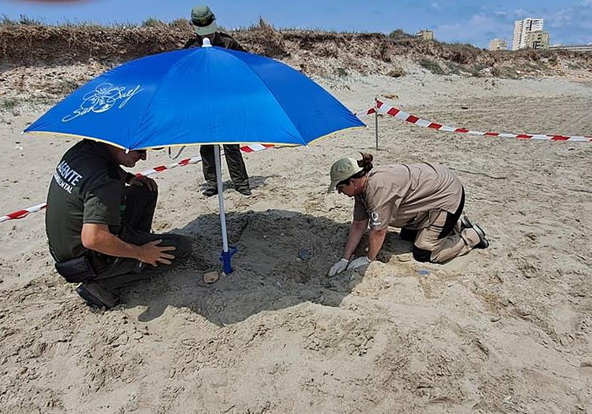La veterinaria del Centro de Recuperación de Fauna de El Valle inspecciona el intento de anidamiento de una tortuga boba ('Caretta caretta') en la playa de las Amoladeras (Cabo de Palos).
