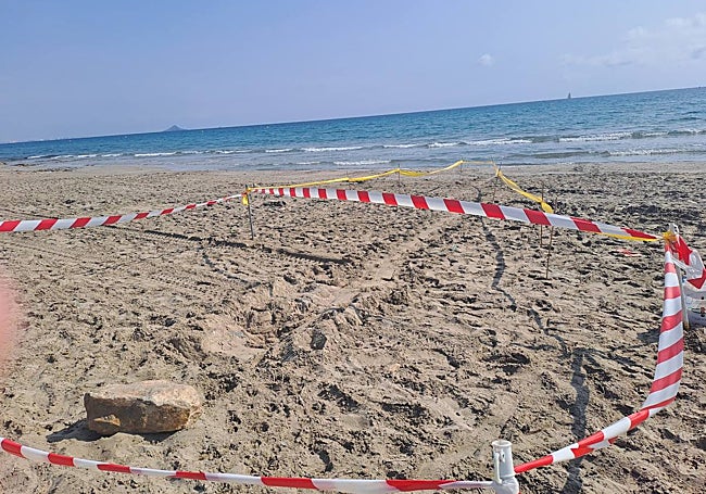 Área con las huellas del intento de anidamiento y huellas delimitada a primera hora de la mañana.