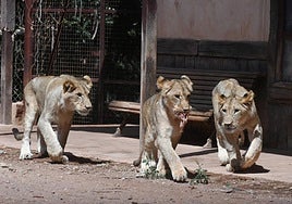 'Makulu', 'Silbán' e 'Irati', los tres leones africanos que nacieron en Terra Natura Murcia.