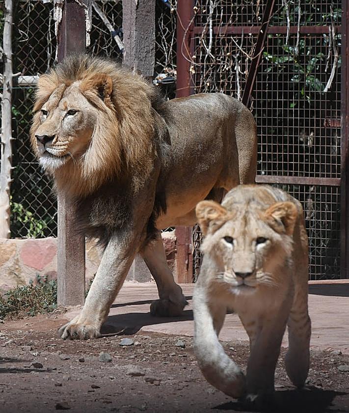 Imagen secundaria 2 - Los pequeños leones, junto a otros, en Terra Natura.