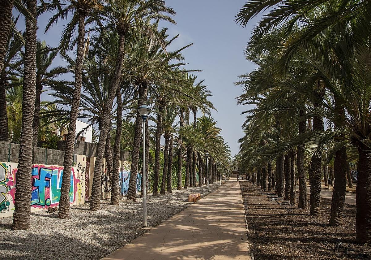 Palmeral de Cabo de Palos, en una imagen reciente.