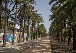 Palmeral de Cabo de Palos, en una imagen reciente.