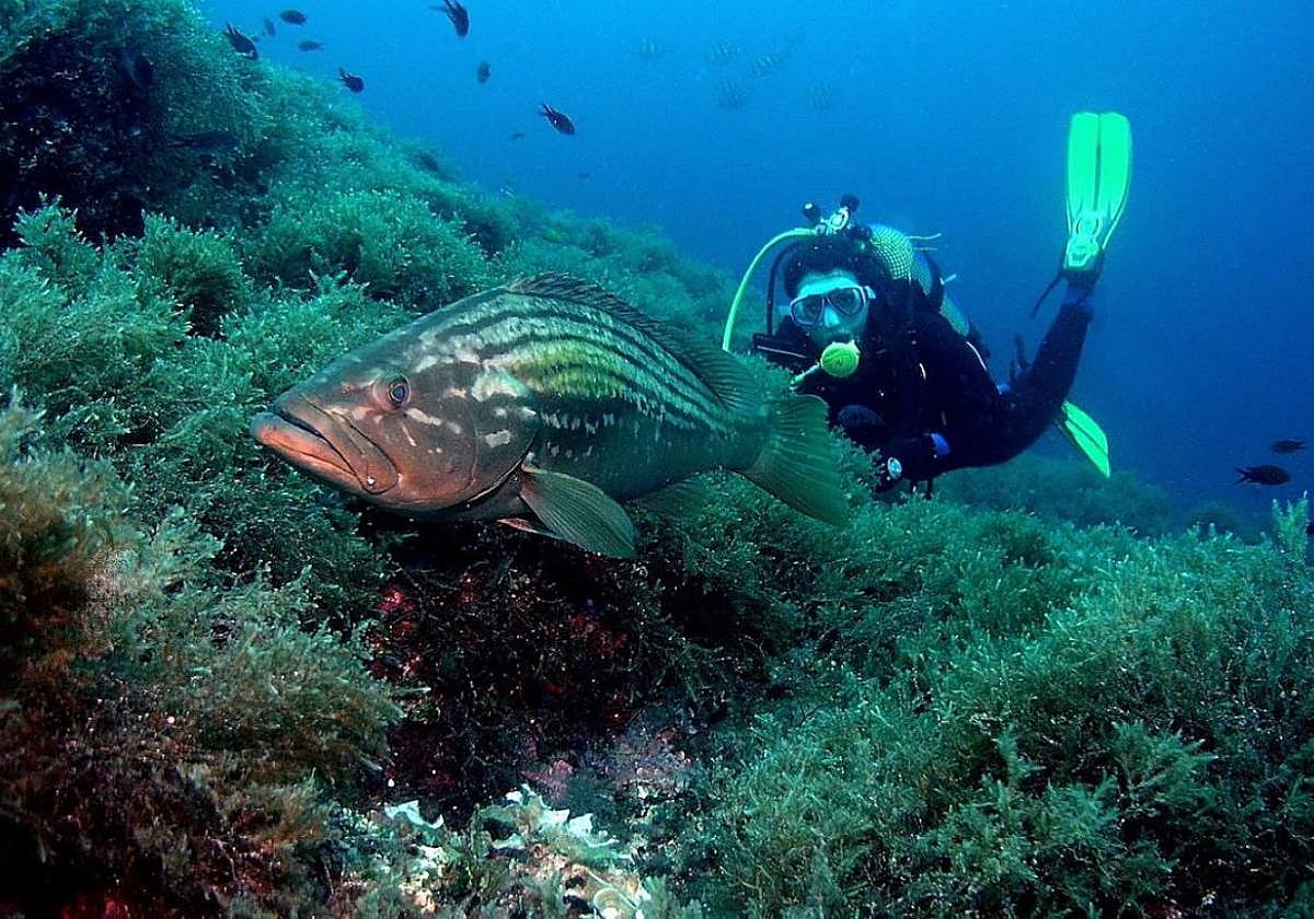 Una buceadora nada junto a un gran mero en la reserva marina de Islas Hormiga.
