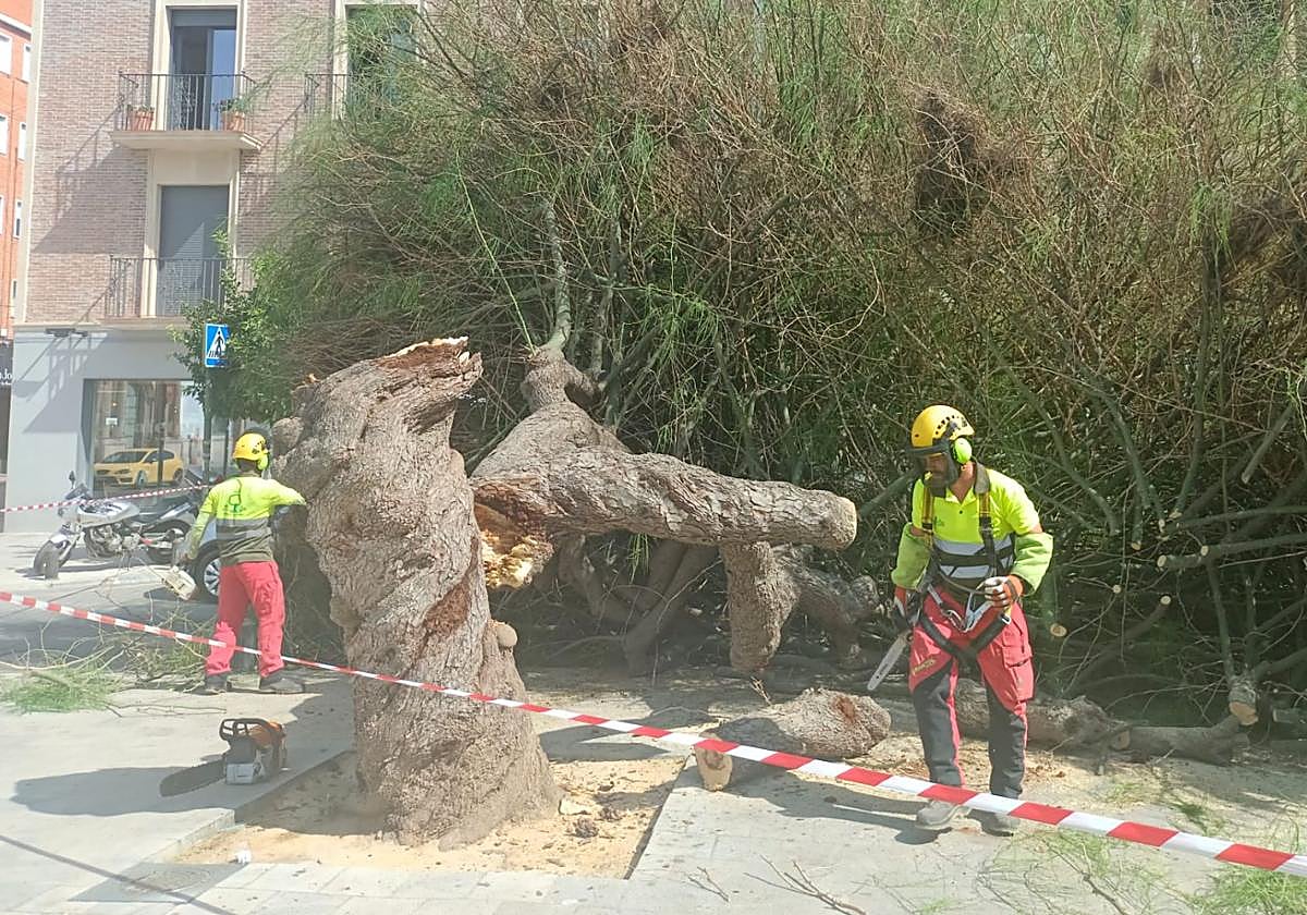 Una brigada procede a trocear el árbol para retirarlo de la plaza.