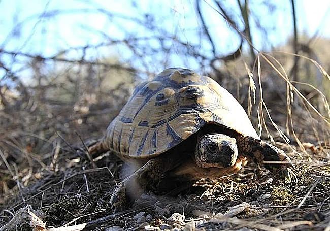 Una tortuga mora en la Sierra de Carrasquilla (Lorca).