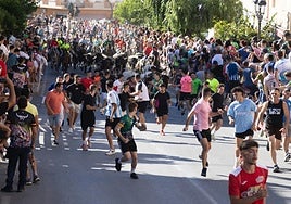 Los mozos corren delante de las vacas por las calles de Moratalla.