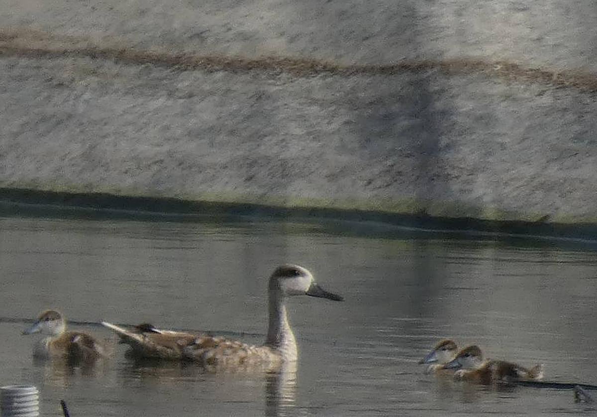 Polluelos encontrados en Mazarrón.