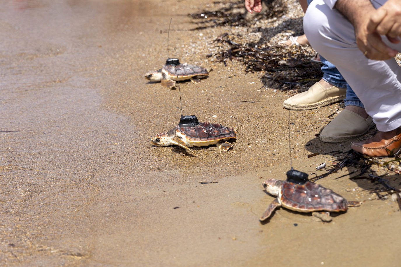 La suelta de 20 tortugas boba, en imágenes