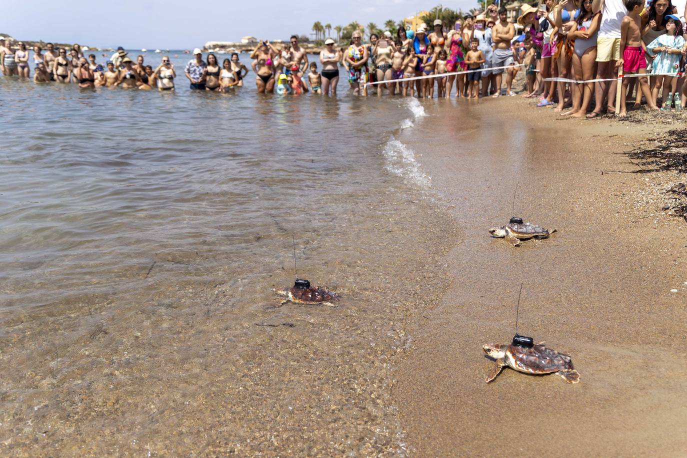 La suelta de 20 tortugas boba, en imágenes