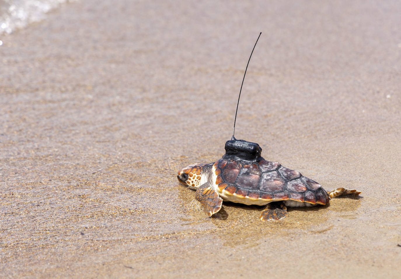 La suelta de 20 tortugas boba, en imágenes
